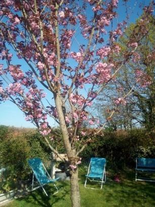 La Maisonnette - Animaux Acceptes, Parking Prive, Jardin Plein Sud Wissant Exterior foto